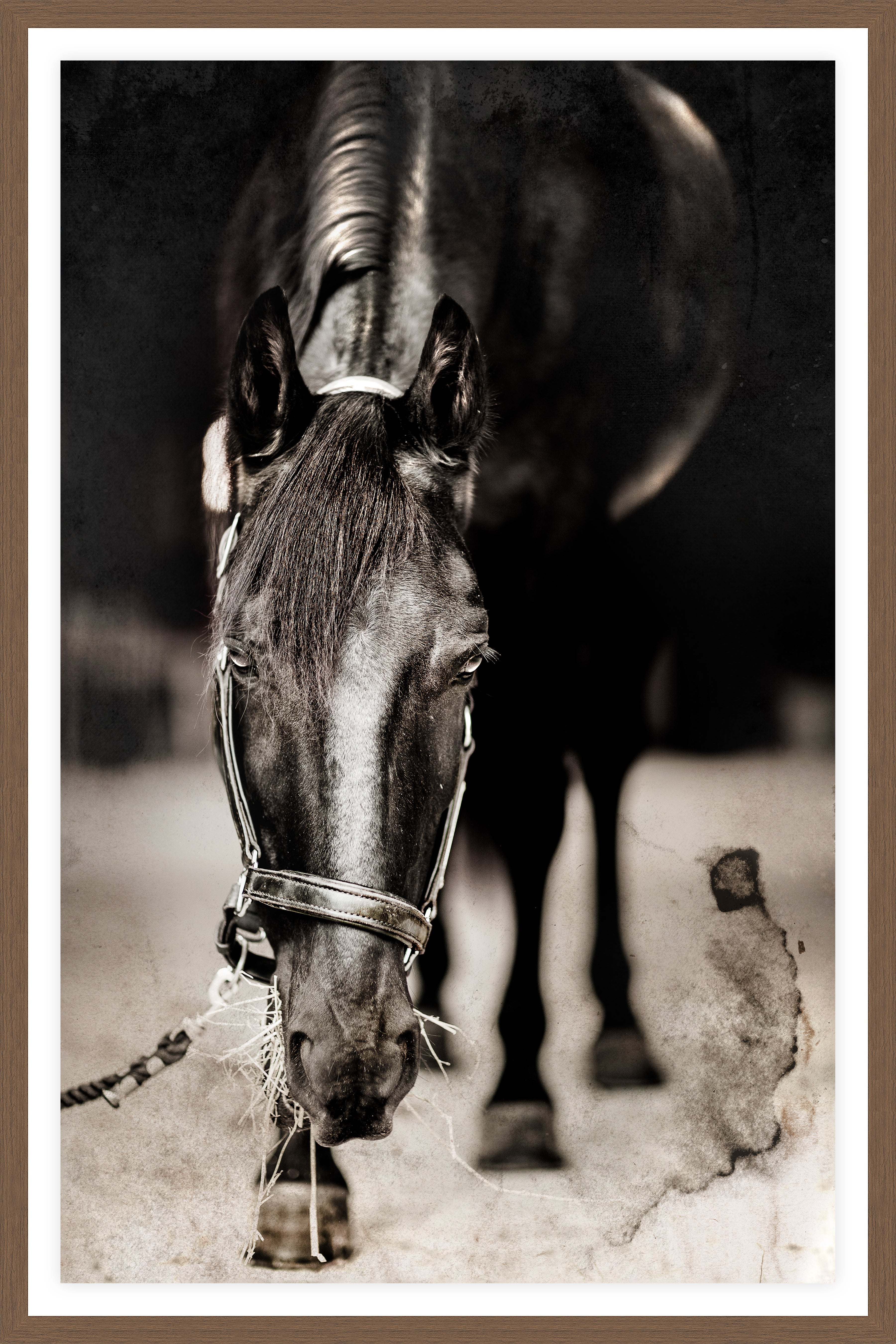 Horse art - Blue's Second Tour - Blue Mountain Brands USA