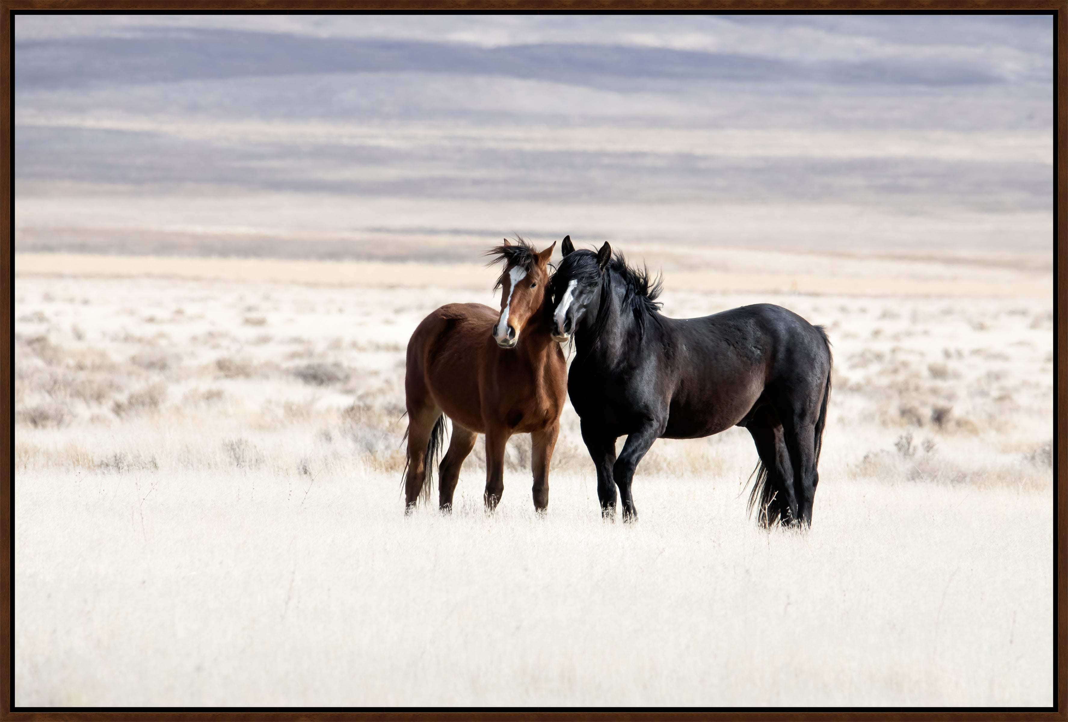 Two horses, one brown and one black, standing in a desert landscape - Blue Mountain Brands USA