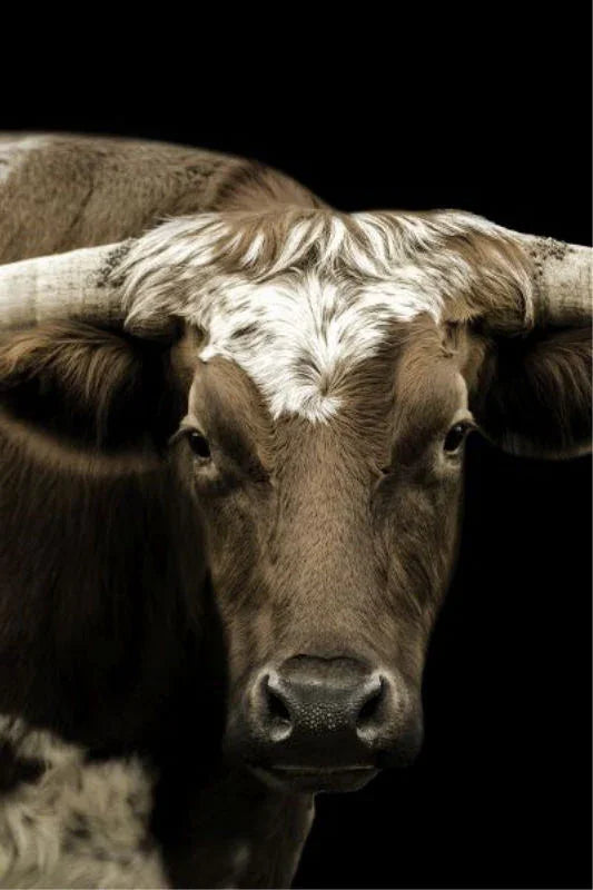 dramatic steer canvas artwork western office wall decor black background
