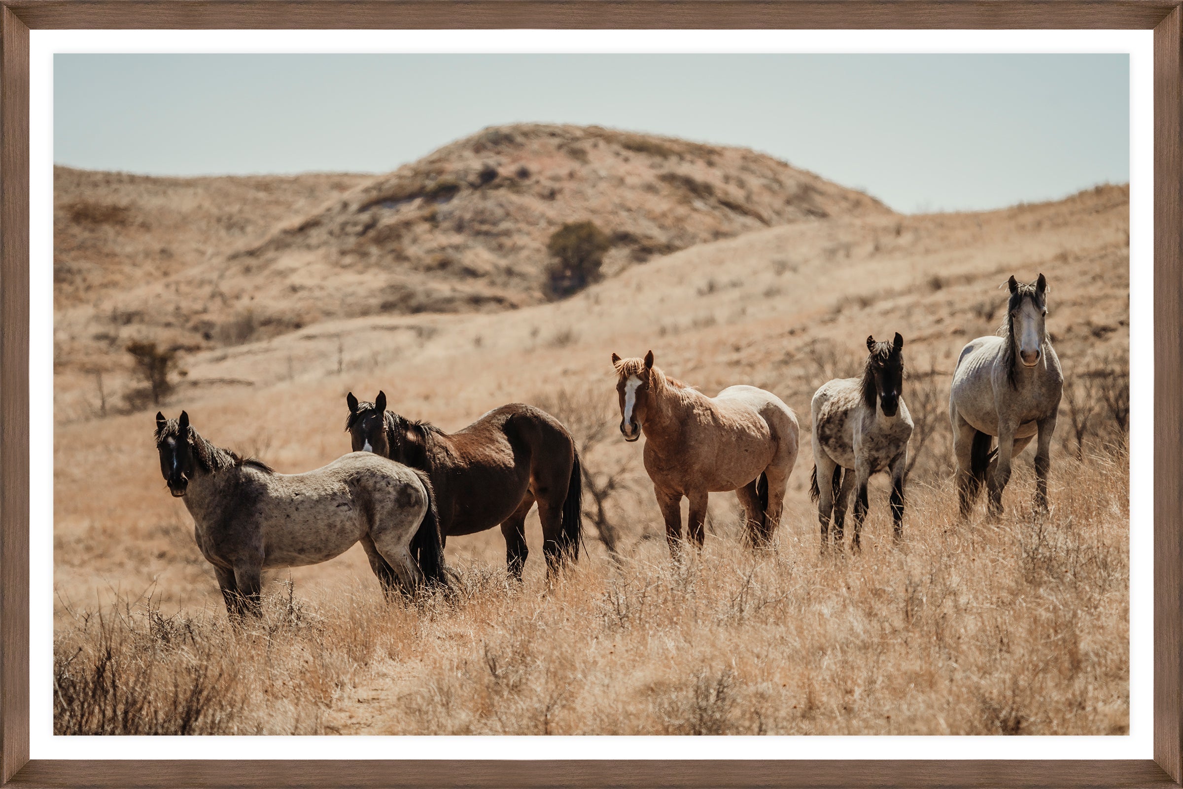 Horses standing in a dry, open landscape with hills in the background - Blue Mountain Brands USA