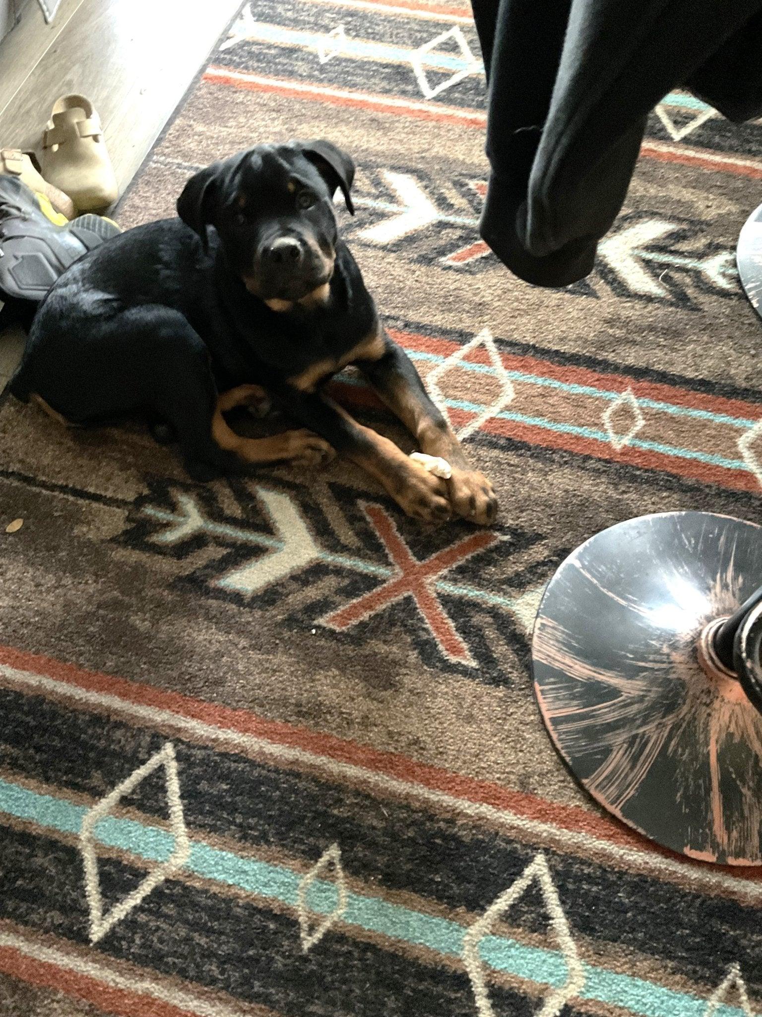 Rottweiler Stax laying on X's and Diamonds Entry Rug - Blue Mountain Brands USA Home Decor