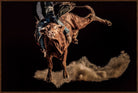 Rodeo rider on a bucking bull with dust in the air against a dark background - Blue Mountain Brands USA