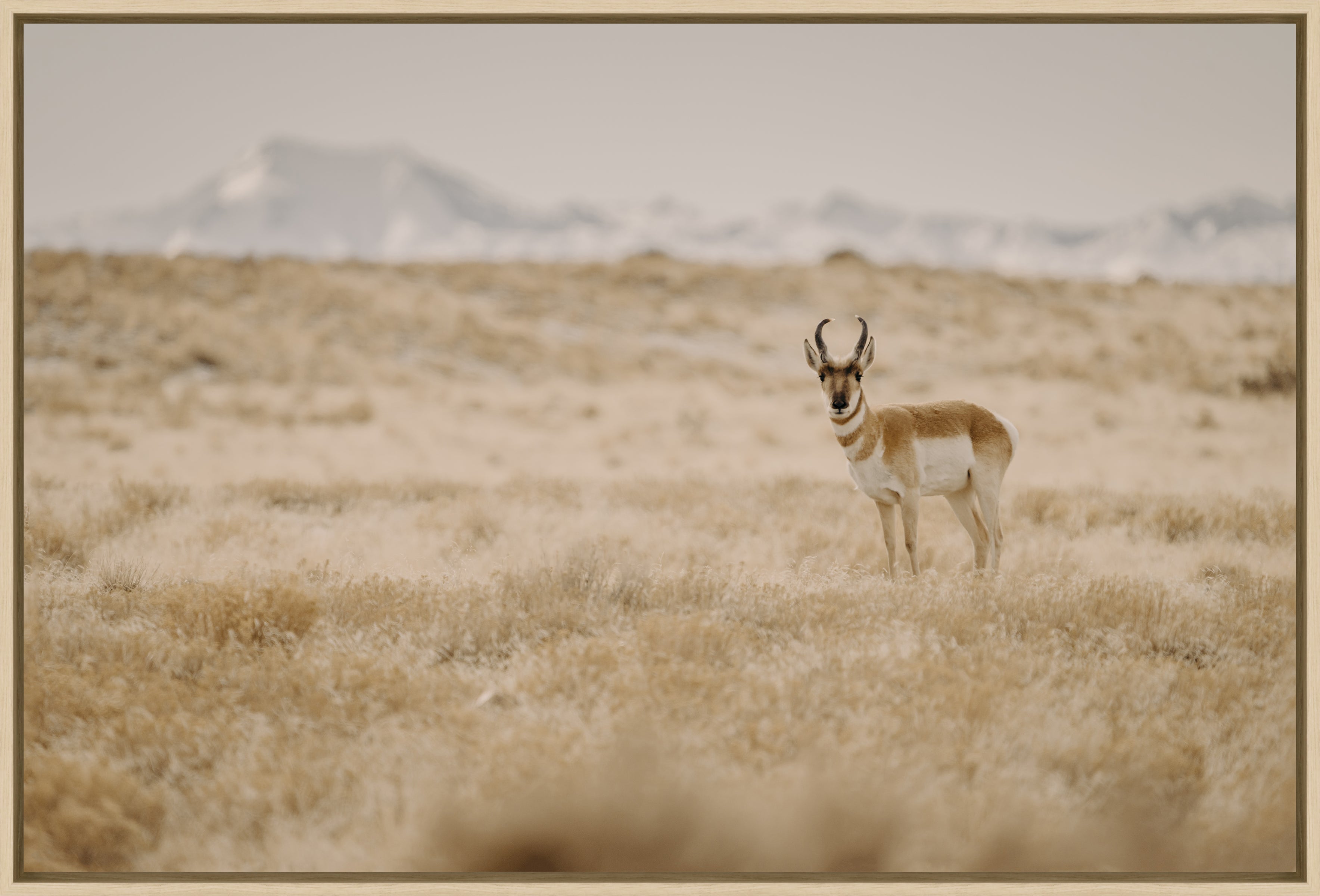 Lone Antelope standing in desert landscape against a mountain backdrop - American made canvas art -Your Western Decor