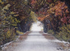 Almost home canvas art by Sherri Alexander. Peaceful lane canopied in Autumn trees - Blue Mountain Brands 