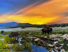 Vivid Buffalo painting reproduction by artist Sherri Alexander for Blue Mountain Brands USA