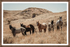 Horses standing in a dry, open landscape with hills in the background - Blue Mountain Brands USA